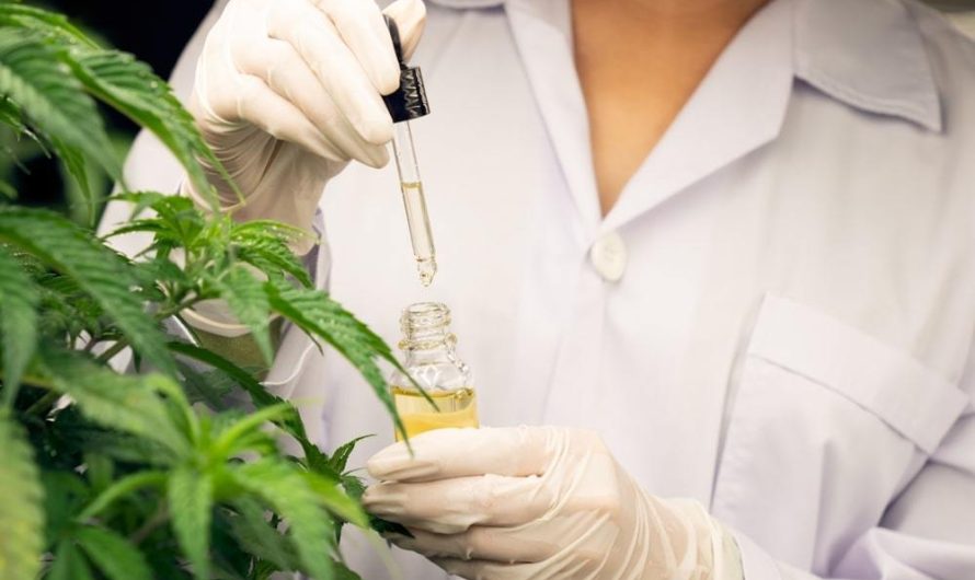 US Cannabis Testing Services Market Holds Strong Growth Potential