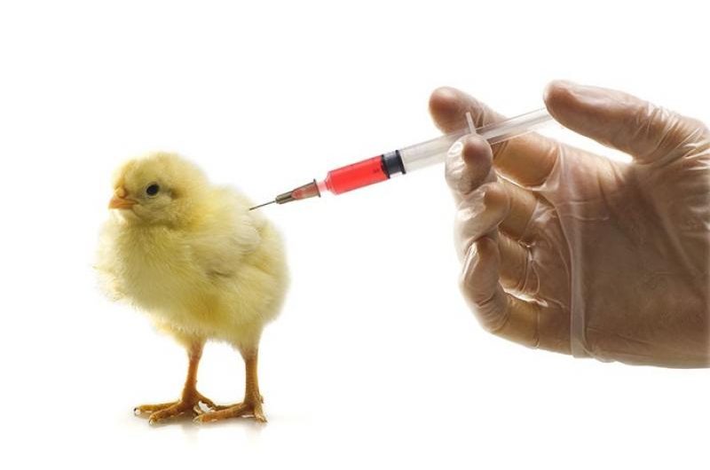 Poultry Diagnostics Market: Increasing Demand for Disease Detection Drives Growth