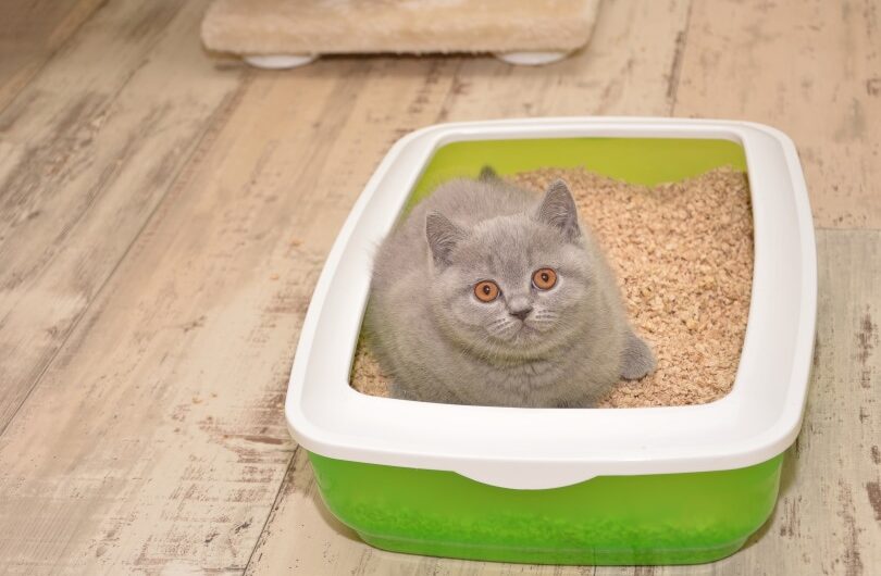 Clump Litter is the largest segment driving the growth of Cat Litter Market