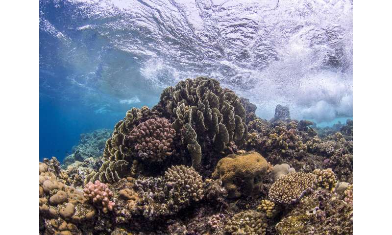 Heat-Tolerant Coral