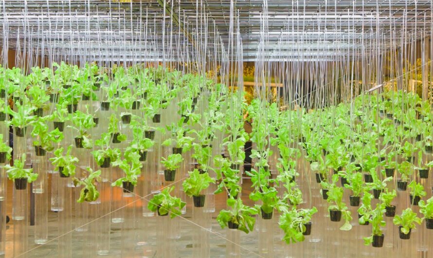 Leafy Greens are the largest segment driving the growth of the Hydroponic Vegetables Market