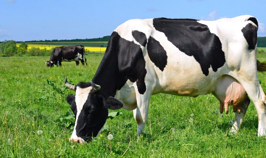 Artificial Intelligence is fastest growing segment fueling the growth of Bovine Mastitis Market