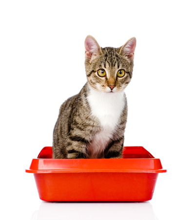 Cat Bedding Is The Largest Segment Driving The Growth Of The Global Cat Litter Market
