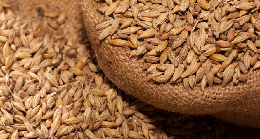 Malted Barley is Expected to be Flourished by Growing Beverage Industry
