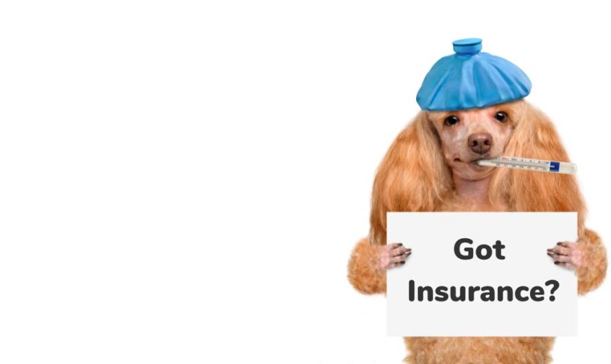 Pet Insurance Market is Expected to be Flourished by Rising Animal Healthcare Expenditure