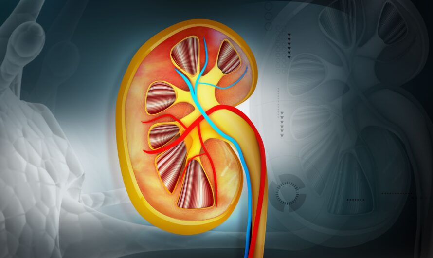 Artificial Kidney Market Propelled by Rising Prevalence of Chronic Kidney Diseases