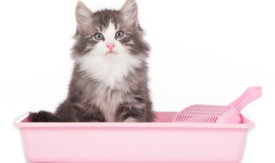 Cat Litter Market Propelled by Increased Pet Ownership