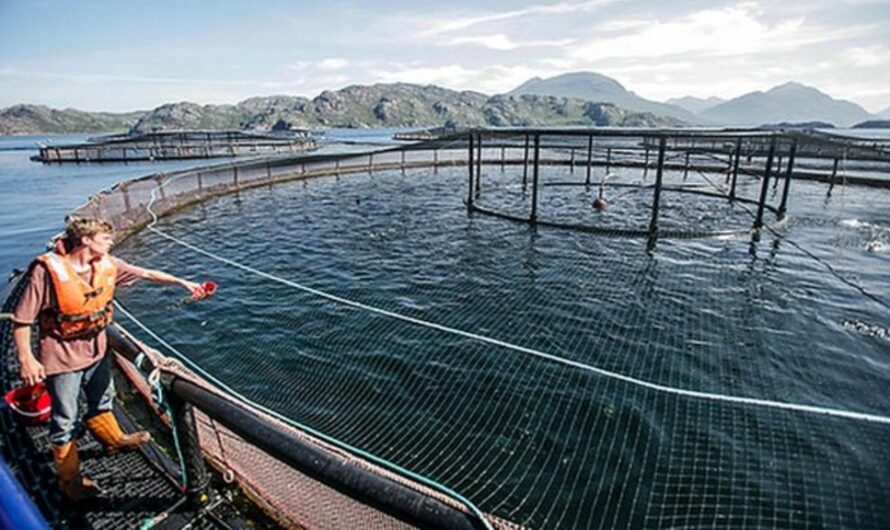 Floating Fish Feed Market Propelled by Rising Aquaculture Production