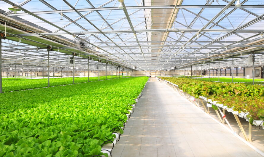 Hydroponic Vegetables Market Propelled by Increasing Organic Farming Practices