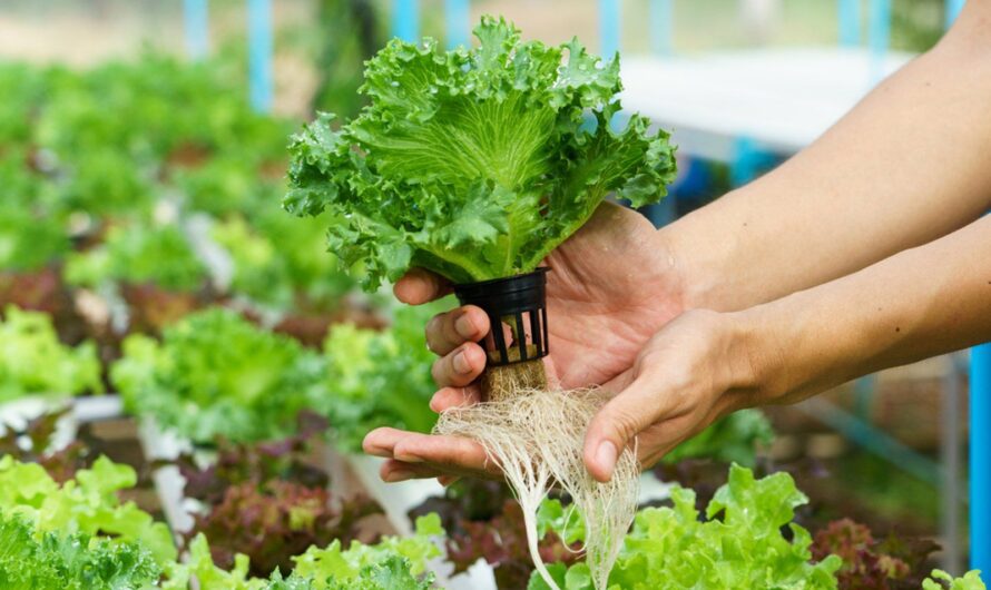Hydroponics Market Growing Demand For Organic Fruits And Vegetables Propelled By Sustainability Concerns