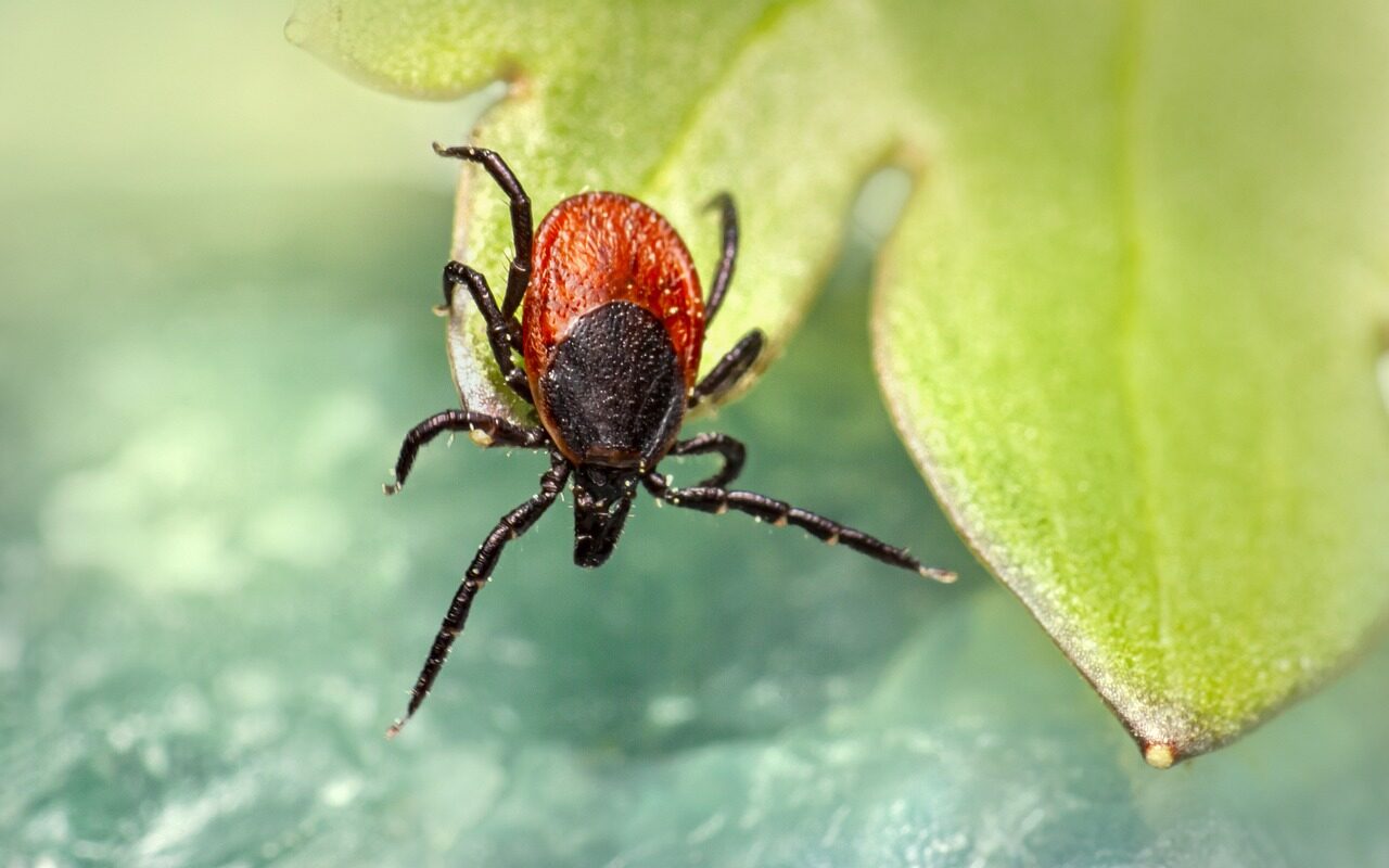 Lyme Disease Treatment Market