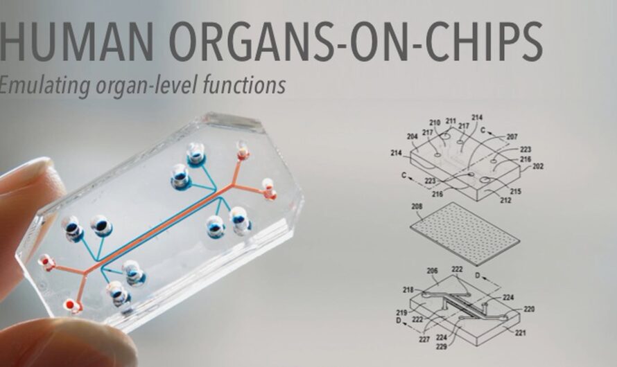 Organ On A Chip Market is estimated to Propelled by Growing Need of Drug Development