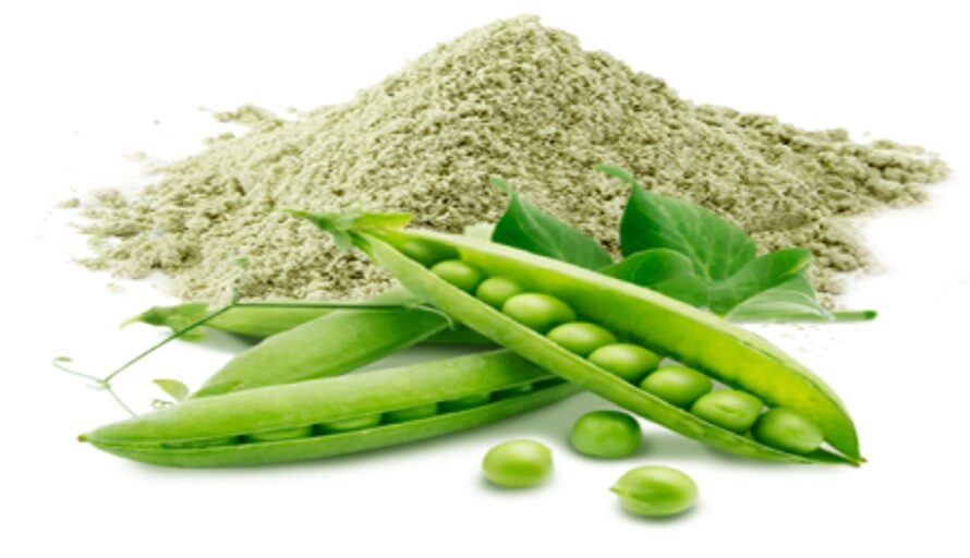 Pea Protein Market Propelled by Rising Health-Conscious Population