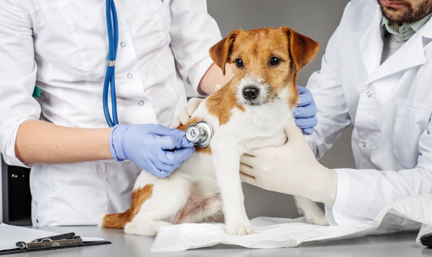 Propelled By Increasing Pet Adoption, Veterinary Services Market Gaining Traction