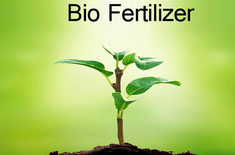 Biofertilizers: Nurturing Sustainable Agriculture through Microbial Innovation