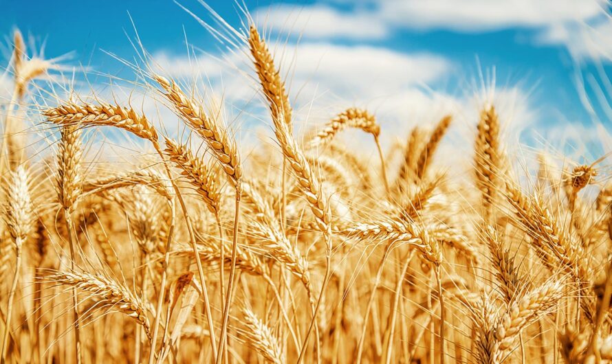 Grains of Growth: An Analysis of the Latin American Barley Market