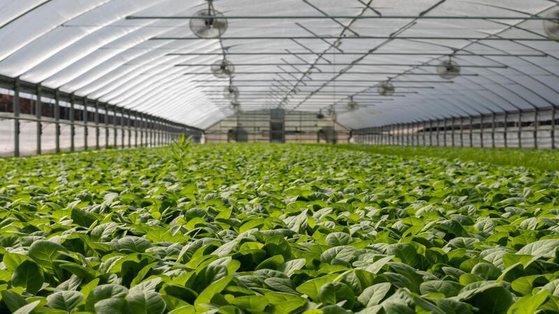 Greenhouse Produce  Our Way To Sustainable Agriculture
